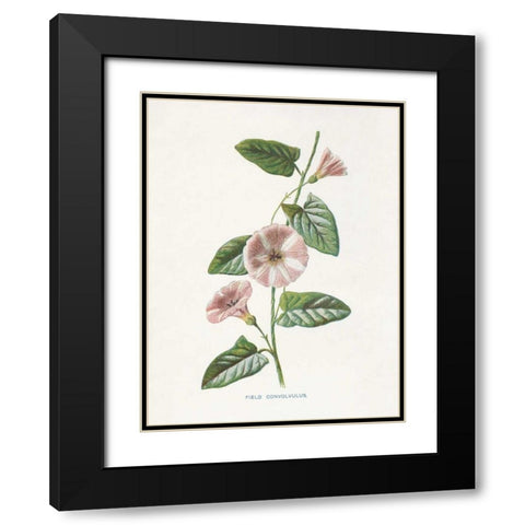 Field Convolvulus Black Modern Wood Framed Art Print with Double Matting by Babbitt, Gwendolyn
