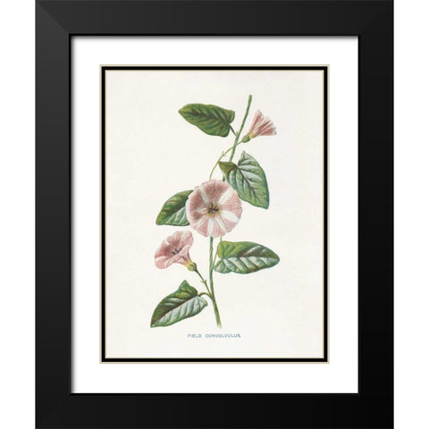 Field Convolvulus Black Modern Wood Framed Art Print with Double Matting by Babbitt, Gwendolyn