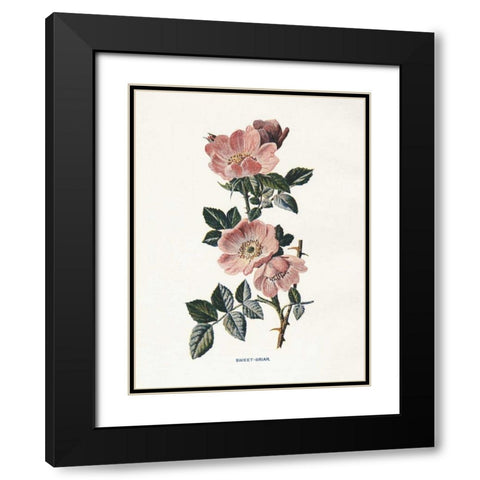 Sweet Briar Black Modern Wood Framed Art Print with Double Matting by Babbitt, Gwendolyn