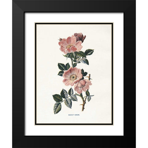 Sweet Briar Black Modern Wood Framed Art Print with Double Matting by Babbitt, Gwendolyn