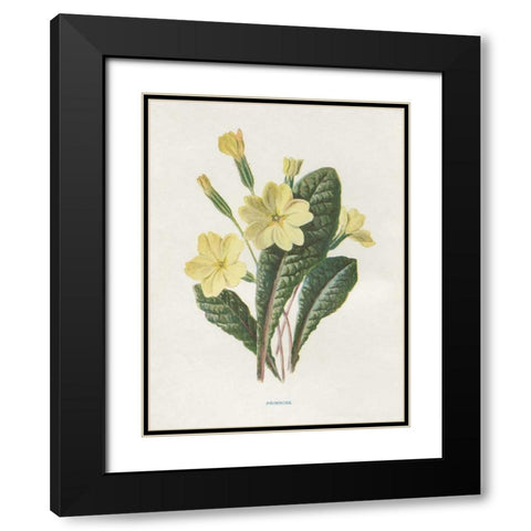 Primrose Black Modern Wood Framed Art Print with Double Matting by Babbitt, Gwendolyn