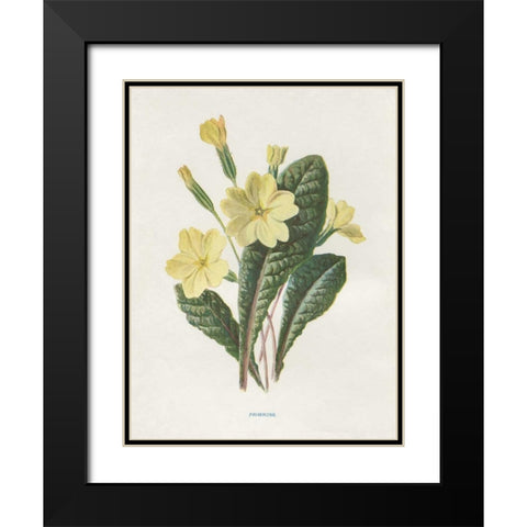 Primrose Black Modern Wood Framed Art Print with Double Matting by Babbitt, Gwendolyn