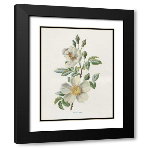 Field Rose Black Modern Wood Framed Art Print with Double Matting by Babbitt, Gwendolyn