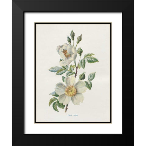 Field Rose Black Modern Wood Framed Art Print with Double Matting by Babbitt, Gwendolyn