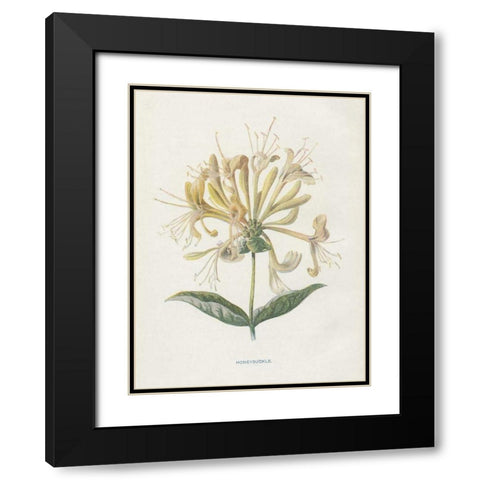 Honeysuckle Black Modern Wood Framed Art Print with Double Matting by Babbitt, Gwendolyn