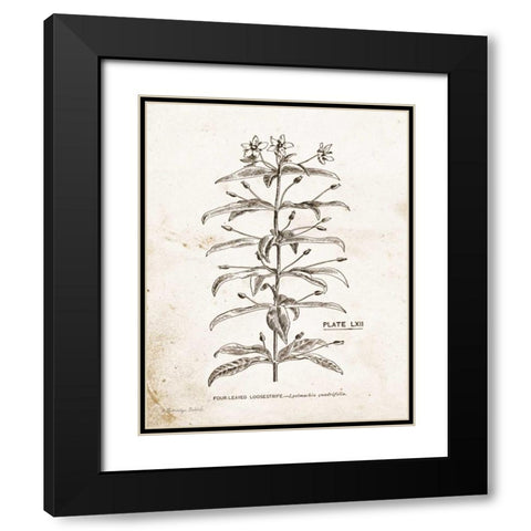 Flower Plate II Black Modern Wood Framed Art Print with Double Matting by Babbitt, Gwendolyn