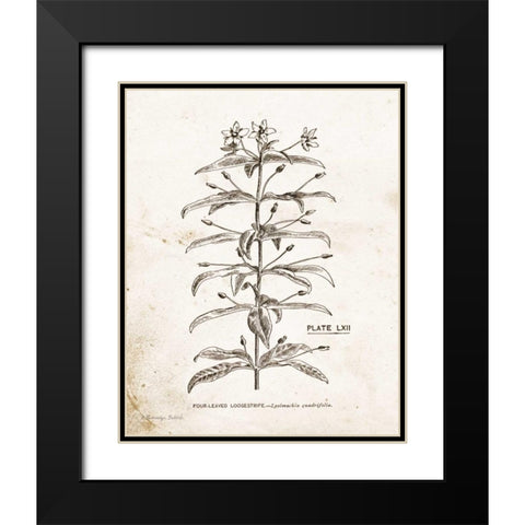 Flower Plate II Black Modern Wood Framed Art Print with Double Matting by Babbitt, Gwendolyn