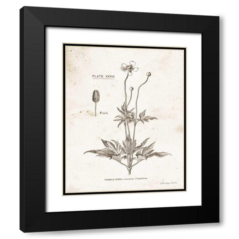 Flower Plate IV Black Modern Wood Framed Art Print with Double Matting by Babbitt, Gwendolyn