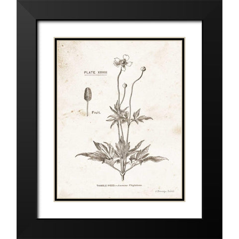 Flower Plate IV Black Modern Wood Framed Art Print with Double Matting by Babbitt, Gwendolyn