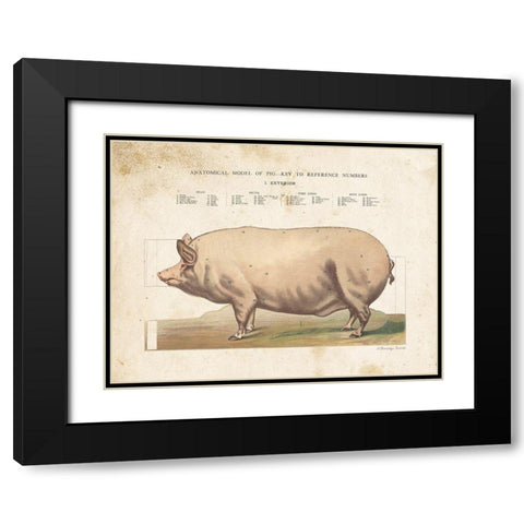 Anatomical Model Pig Black Modern Wood Framed Art Print with Double Matting by Babbitt, Gwendolyn