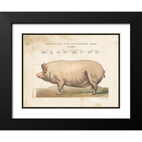 Anatomical Model Pig Black Modern Wood Framed Art Print with Double Matting by Babbitt, Gwendolyn