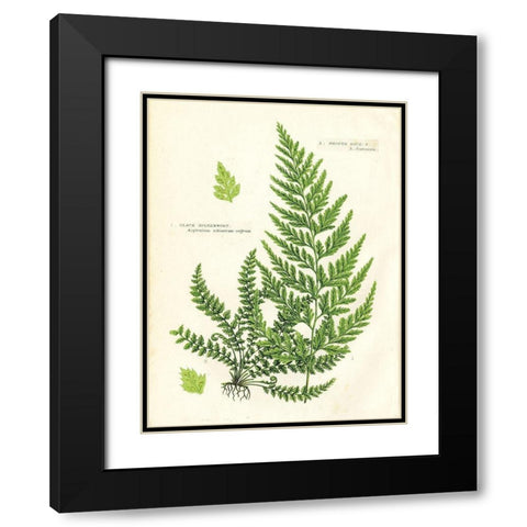 Fern IV Black Modern Wood Framed Art Print with Double Matting by Babbitt, Gwendolyn