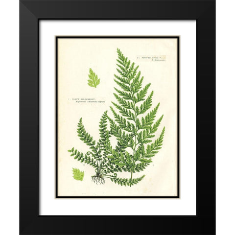 Fern IV Black Modern Wood Framed Art Print with Double Matting by Babbitt, Gwendolyn