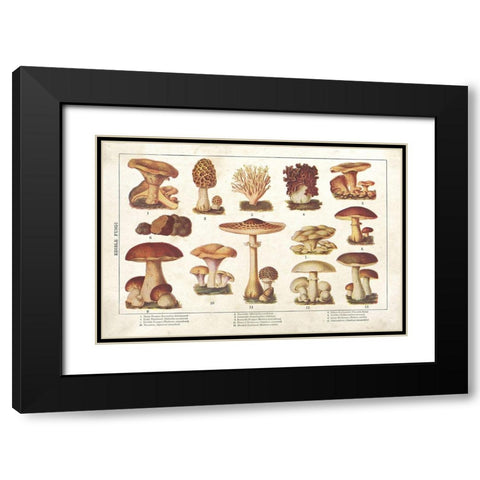 Mushroom Chart II Black Modern Wood Framed Art Print with Double Matting by Babbitt, Gwendolyn