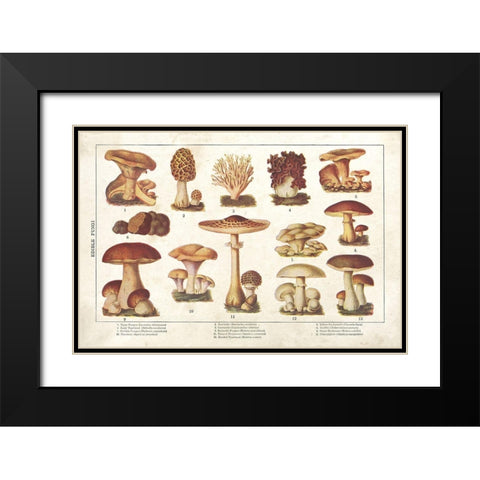 Mushroom Chart II Black Modern Wood Framed Art Print with Double Matting by Babbitt, Gwendolyn