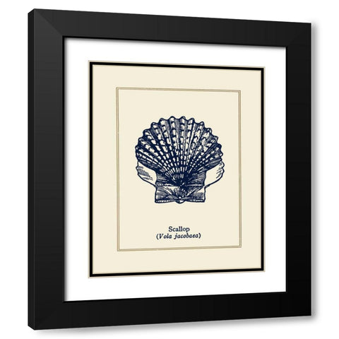 Scallop Shell Black Modern Wood Framed Art Print with Double Matting by Gorham, Gregory