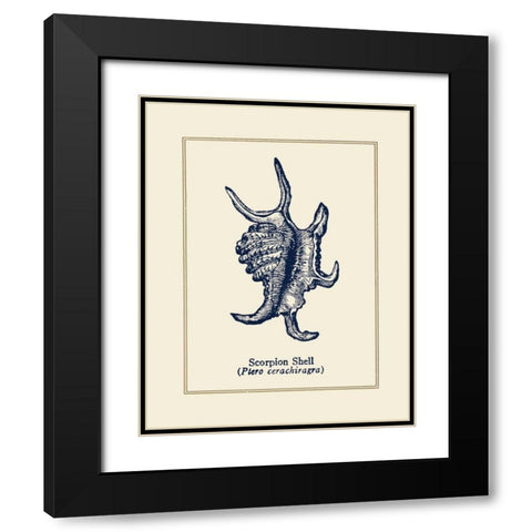 Scorpion Shell Black Modern Wood Framed Art Print with Double Matting by Gorham, Gregory