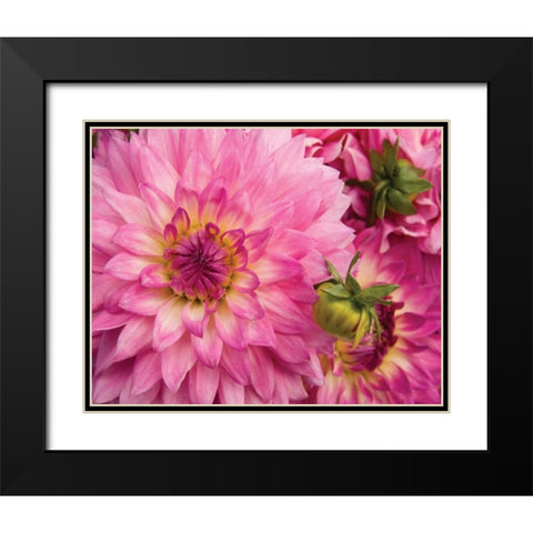 Pink Dahlia Black Modern Wood Framed Art Print with Double Matting by Love, Maureen