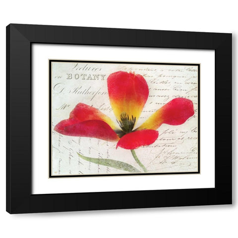 Bloom II Black Modern Wood Framed Art Print with Double Matting by Melious, Amy