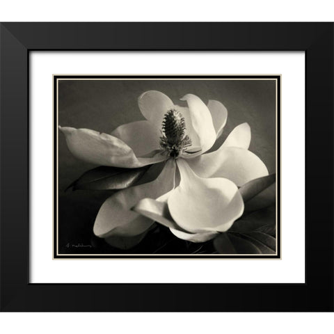 Magnolia Bloom Black Modern Wood Framed Art Print with Double Matting by Melious, Amy