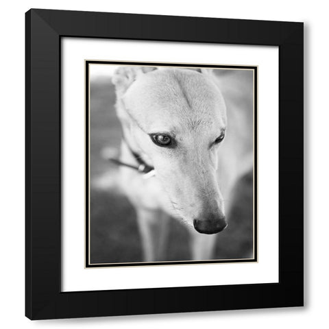Greyhound Black and White Black Modern Wood Framed Art Print with Double Matting by Millet, Karyn