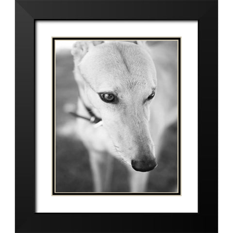 Greyhound Black and White Black Modern Wood Framed Art Print with Double Matting by Millet, Karyn