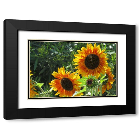 Summer Sunflowers I Black Modern Wood Framed Art Print with Double Matting by Williams, Alex