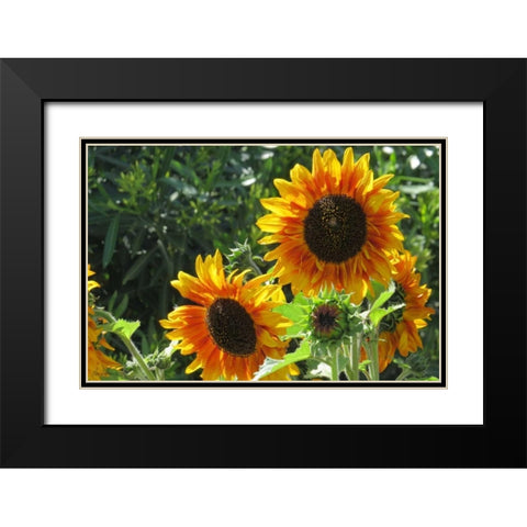 Summer Sunflowers I Black Modern Wood Framed Art Print with Double Matting by Williams, Alex