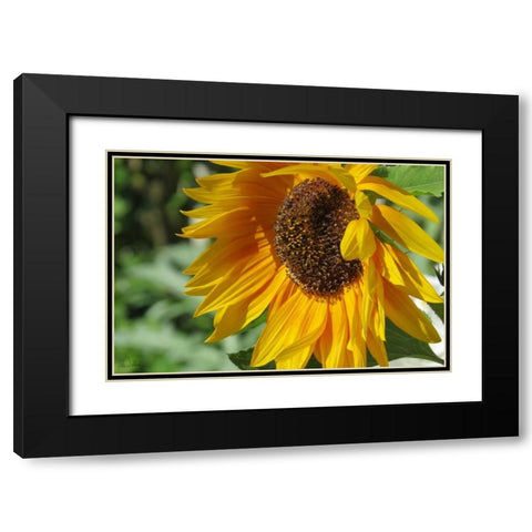 Summer Sunflowers II Black Modern Wood Framed Art Print with Double Matting by Williams, Alex
