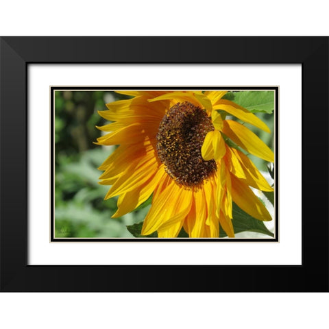 Summer Sunflowers II Black Modern Wood Framed Art Print with Double Matting by Williams, Alex