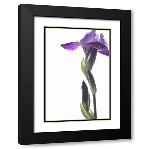 Purple Iris I Black Modern Wood Framed Art Print with Double Matting by Burkhart, Monika