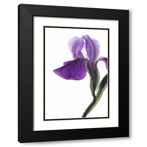 Purple Iris II Black Modern Wood Framed Art Print with Double Matting by Burkhart, Monika