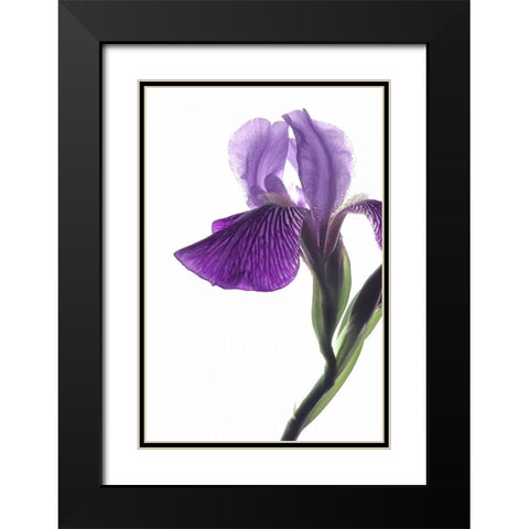 Purple Iris II Black Modern Wood Framed Art Print with Double Matting by Burkhart, Monika