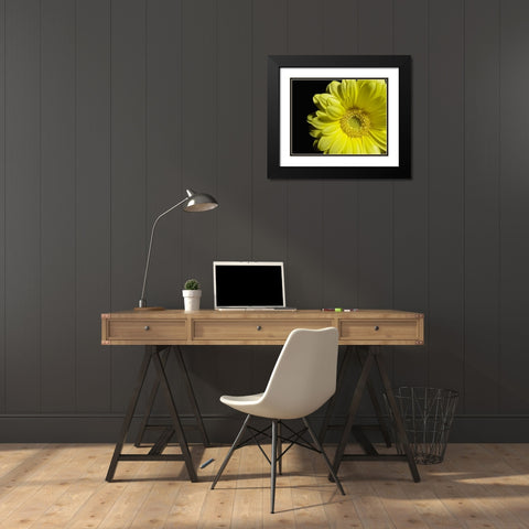 Yellow Daisy Black Modern Wood Framed Art Print with Double Matting by Burkhart, Monika