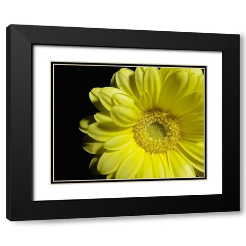 Yellow Daisy Black Modern Wood Framed Art Print with Double Matting by Burkhart, Monika