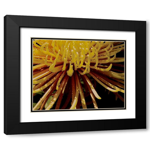 Sun Dance I Black Modern Wood Framed Art Print with Double Matting by Burkhart, Monika