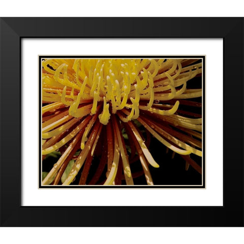 Sun Dance I Black Modern Wood Framed Art Print with Double Matting by Burkhart, Monika