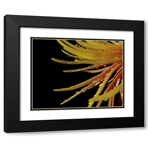 Sun Dance II Black Modern Wood Framed Art Print with Double Matting by Burkhart, Monika