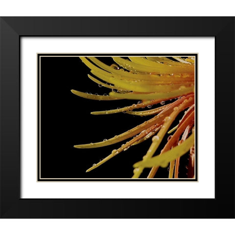 Sun Dance II Black Modern Wood Framed Art Print with Double Matting by Burkhart, Monika