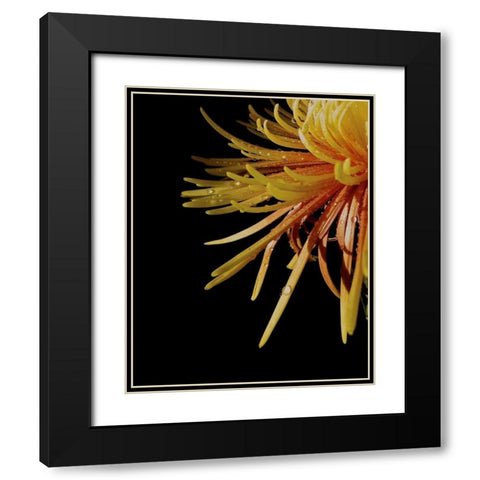 Sun Dance III Black Modern Wood Framed Art Print with Double Matting by Burkhart, Monika
