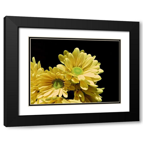 Daisy Dazzle I Black Modern Wood Framed Art Print with Double Matting by Burkhart, Monika