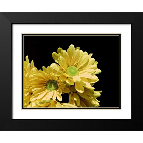 Daisy Dazzle I Black Modern Wood Framed Art Print with Double Matting by Burkhart, Monika