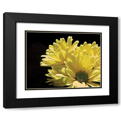 Yellow Daisy II Black Modern Wood Framed Art Print with Double Matting by Burkhart, Monika