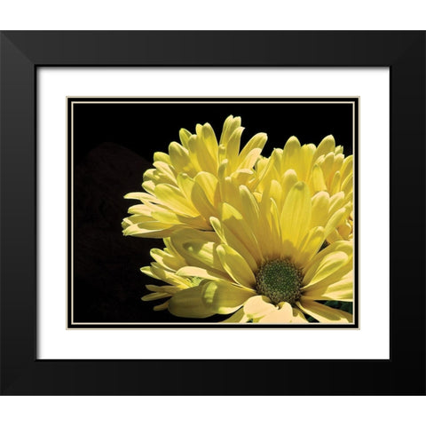 Yellow Daisy II Black Modern Wood Framed Art Print with Double Matting by Burkhart, Monika