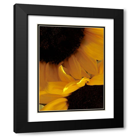 Sunflowers IX Black Modern Wood Framed Art Print with Double Matting by Burkhart, Monika