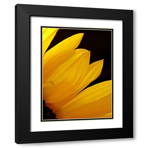 Sunflowers X Black Modern Wood Framed Art Print with Double Matting by Burkhart, Monika