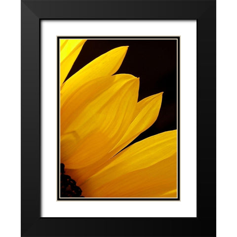Sunflowers X Black Modern Wood Framed Art Print with Double Matting by Burkhart, Monika