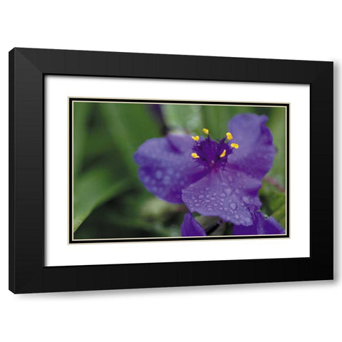 Summer Bloom II Black Modern Wood Framed Art Print with Double Matting by Berzel, Erin