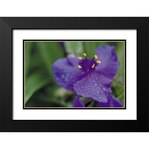 Summer Bloom II Black Modern Wood Framed Art Print with Double Matting by Berzel, Erin
