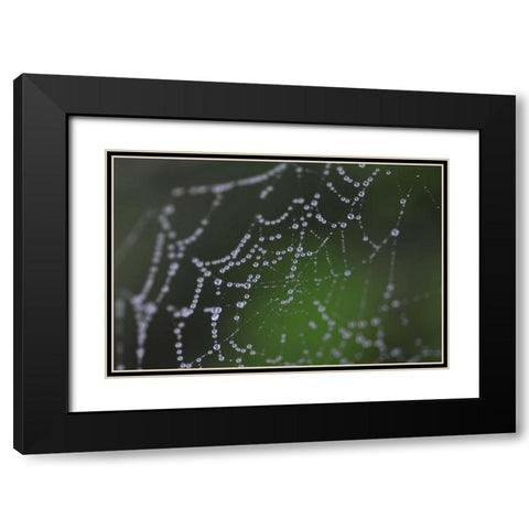 Dewy Web I Black Modern Wood Framed Art Print with Double Matting by Berzel, Erin